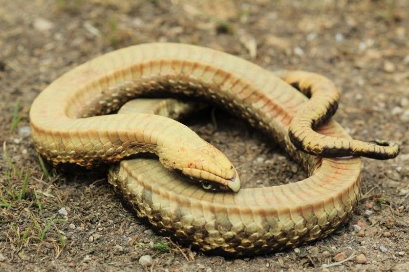 Eastern Hognose Snake