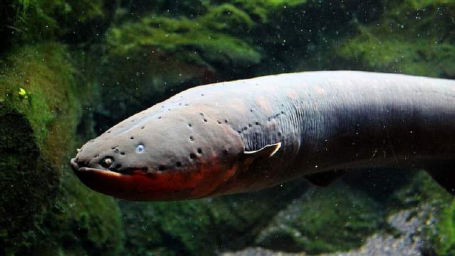 Электрический угорь