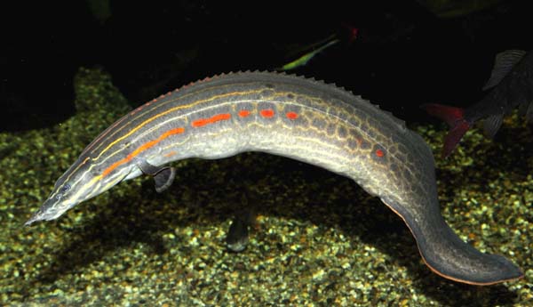 Огненные угри