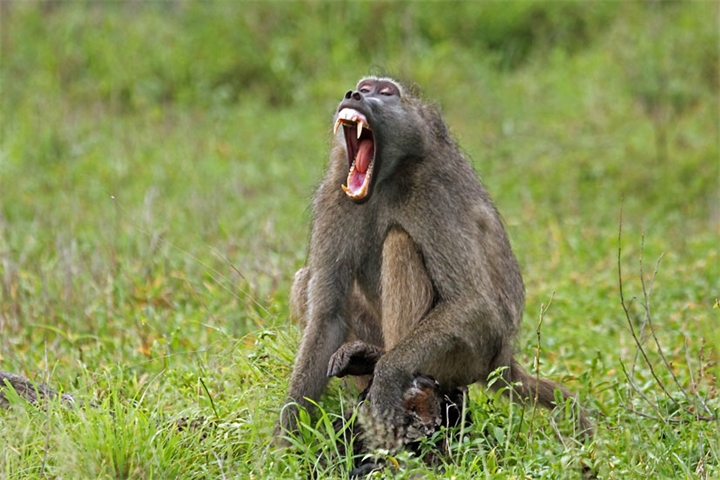 Медвежий павиан
