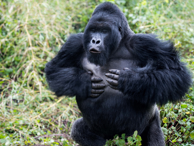 Горилла