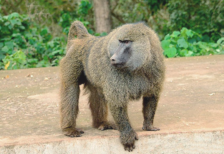 Павиан анубис