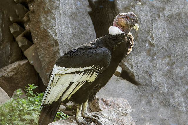 Andean Condor
