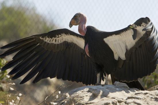 California Condor