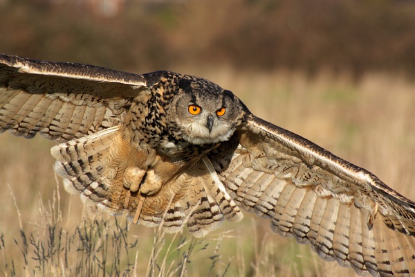 Eurasian Eagle Owl