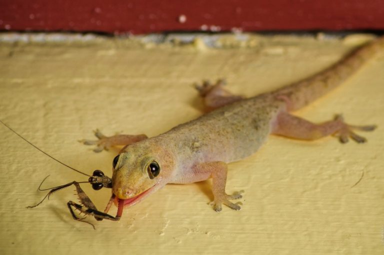 факты о Коста-Рике