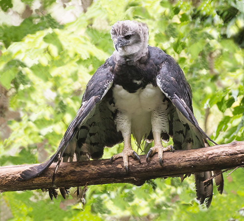 Harpy Eagle