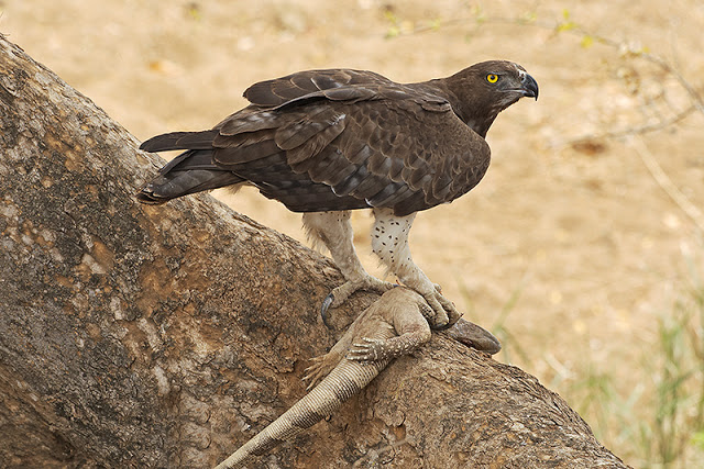 Martial Eagle