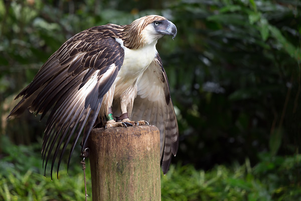 Philippine Eagle
