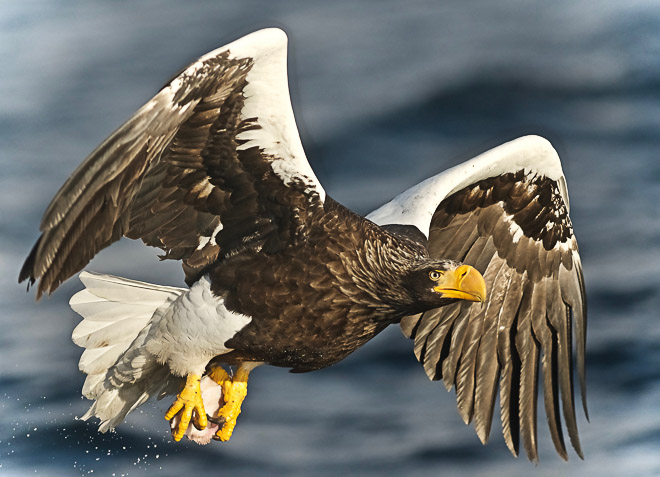 Steller’s Sea Eagle