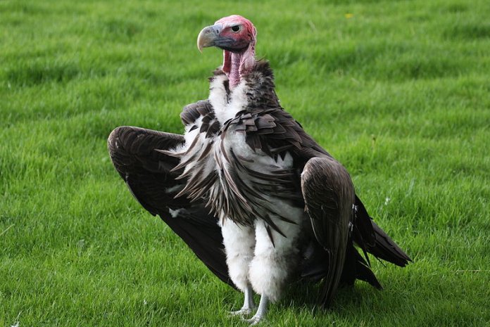 Lappet-Faced Vulture