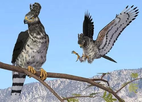 Crowned Eagle