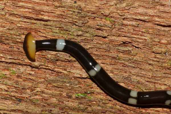 молотоголовый червь