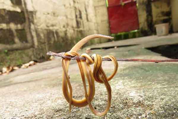 молотоголовый червь