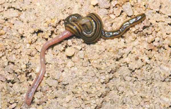 молотоголовые черви