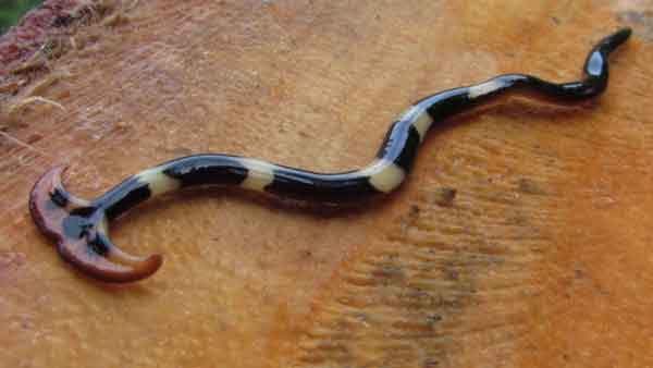 молотоголовый червь