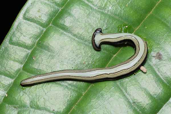 молотоголовый червь