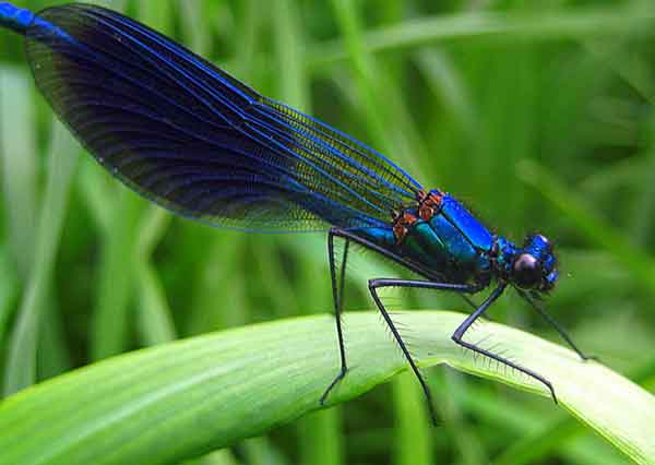 Красотка-девушка, или красотка темнокрылая