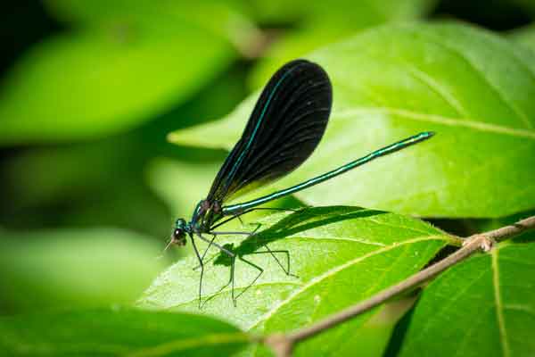 Calopteryx maculata