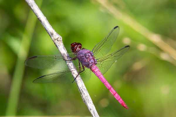 Стрекоза розовая (Orthemis ferruginea)