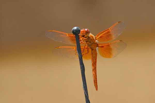 Libellula saturata