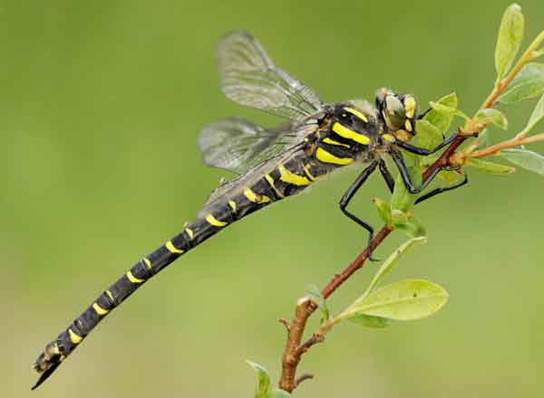 Кордулегастер кольчатый