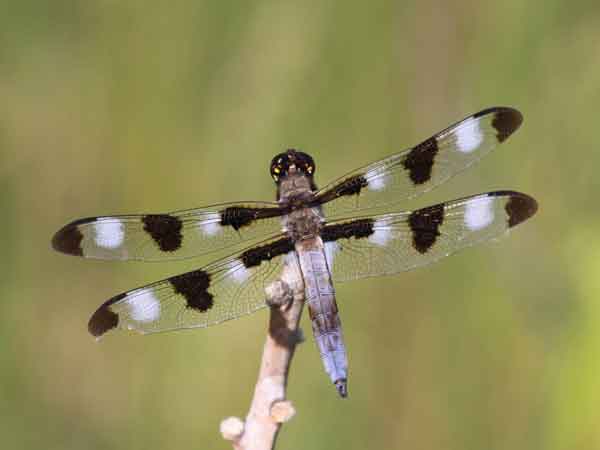 Libellula pulchella