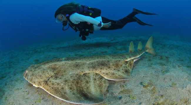 Европейский морской ангел