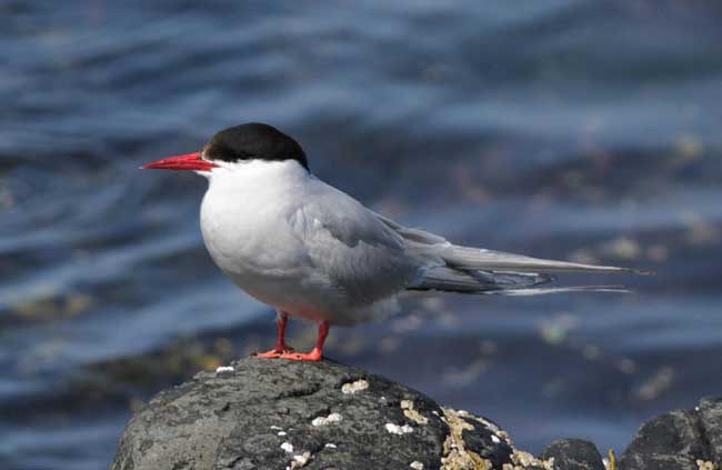 Полярная крачка