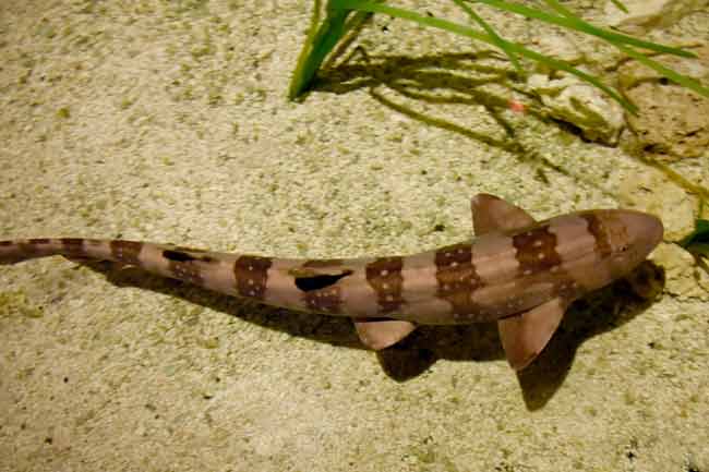 Белопятнистая кошачья акула