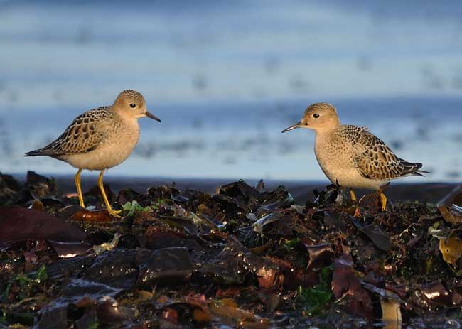 Канадский песочник