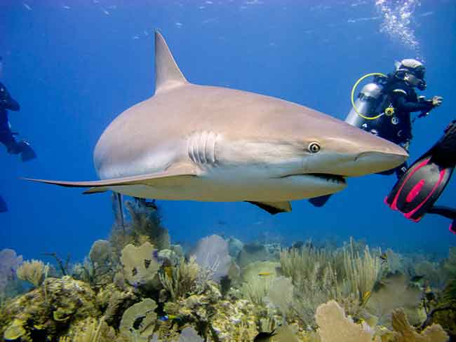 Карибская рифовая акула