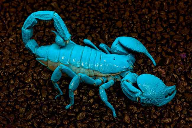 Животные с голубой кровью