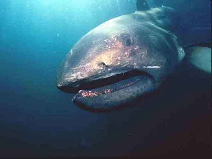 Пелагическая большеротая акула