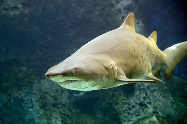 Обыкновенная песчаная акула