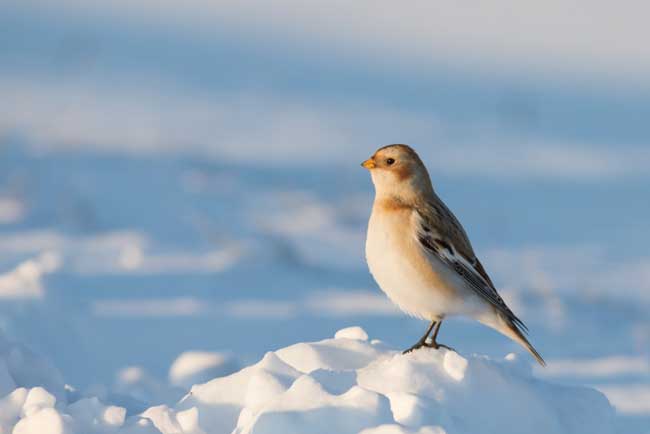 Пуночка, или снежный подорожник