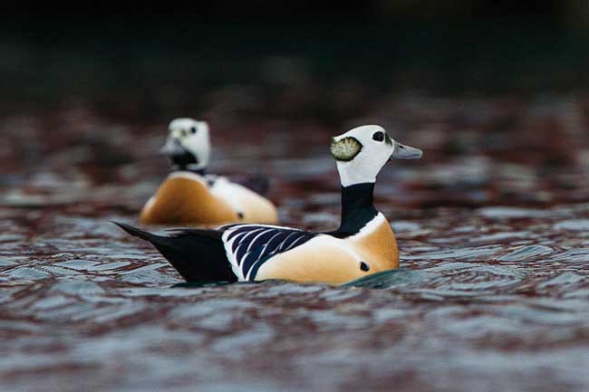 Сибирская гага