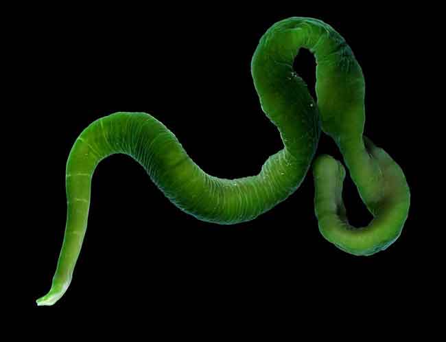 Животные с зеленой кровью