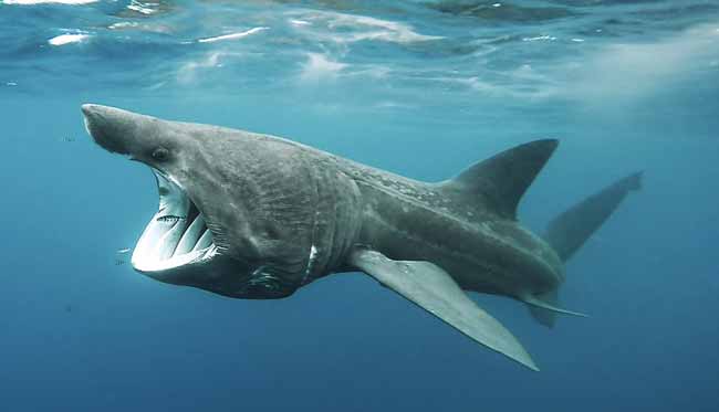 Гигантская акула