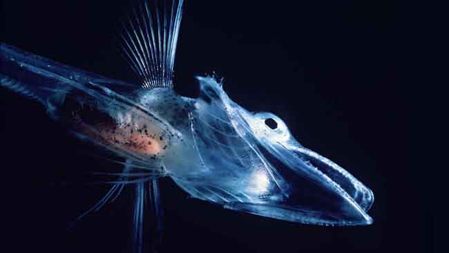 ледяная рыба