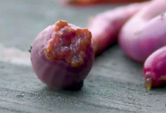 Животные с пурпурной кровью