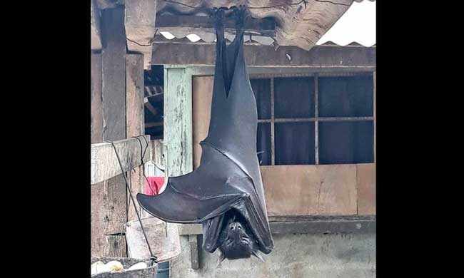 Гривастый ацеродон