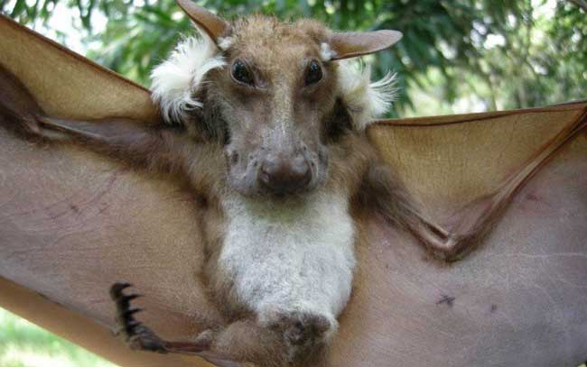 Молотоголовый крылан