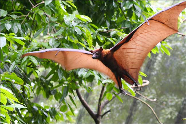 Длиннохвостый крылан