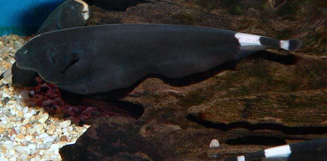 Black Ghost Knifefish