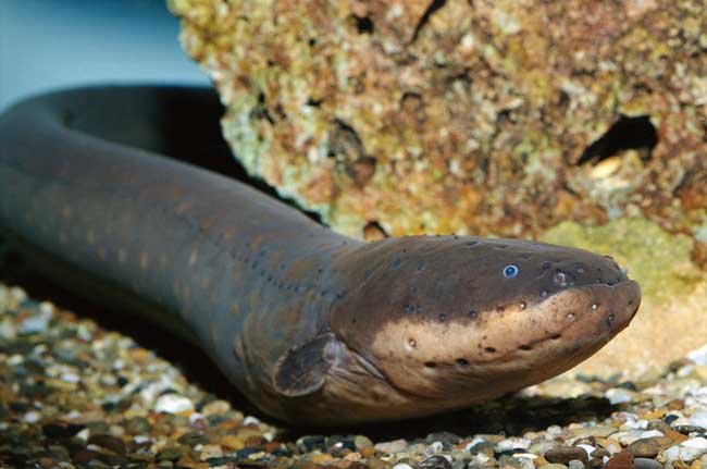 Electric Eel
