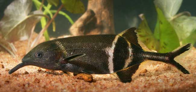 Elephantnose Fish (Gnathonemus petersii)
