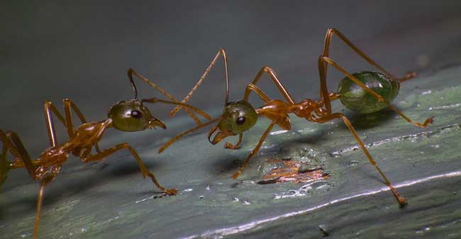 Зеленоголовый муравей Rhytidoponera metallica