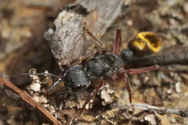 Черный муравей-бульдог