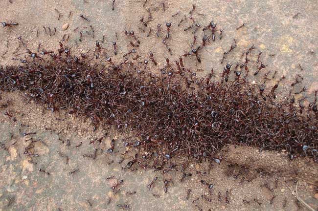 Муравей Сиафу